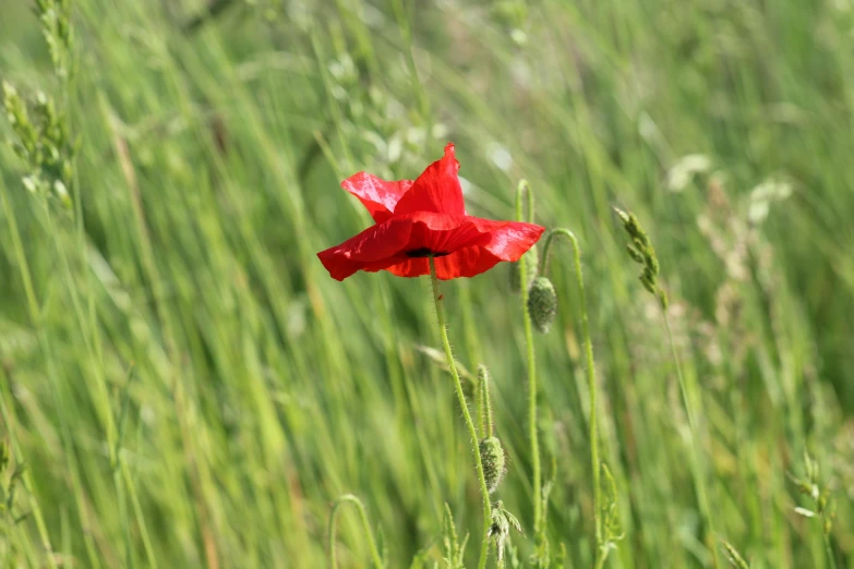 a flower in a field with green grass