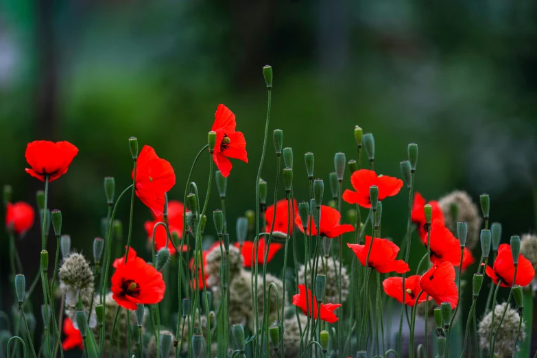 red and white flowers are surrounded by green