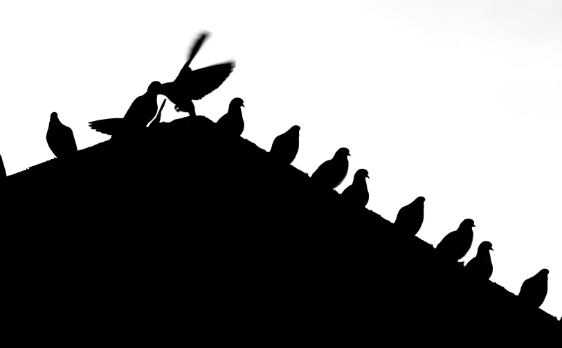 a group of birds standing on top of a roof