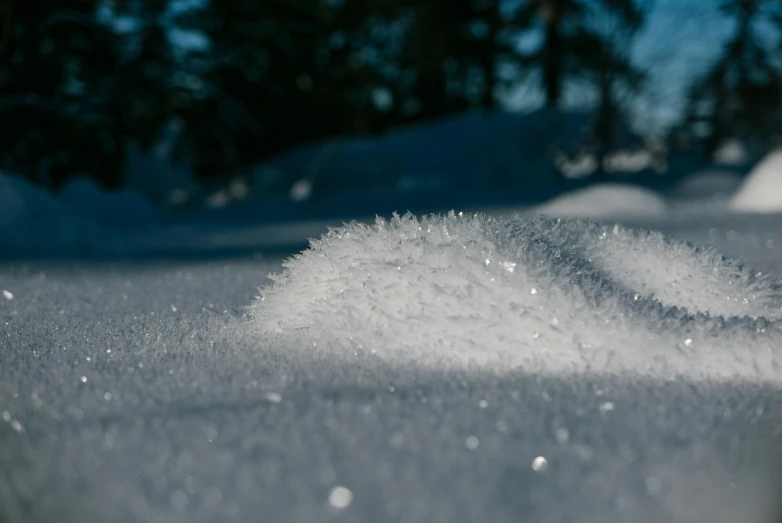 some snow in front of trees on a sunny day