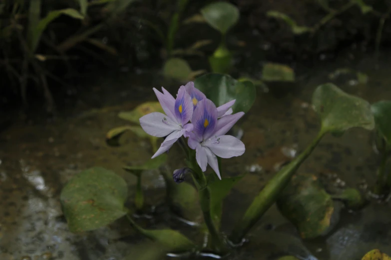 the waterlily is blooming very well