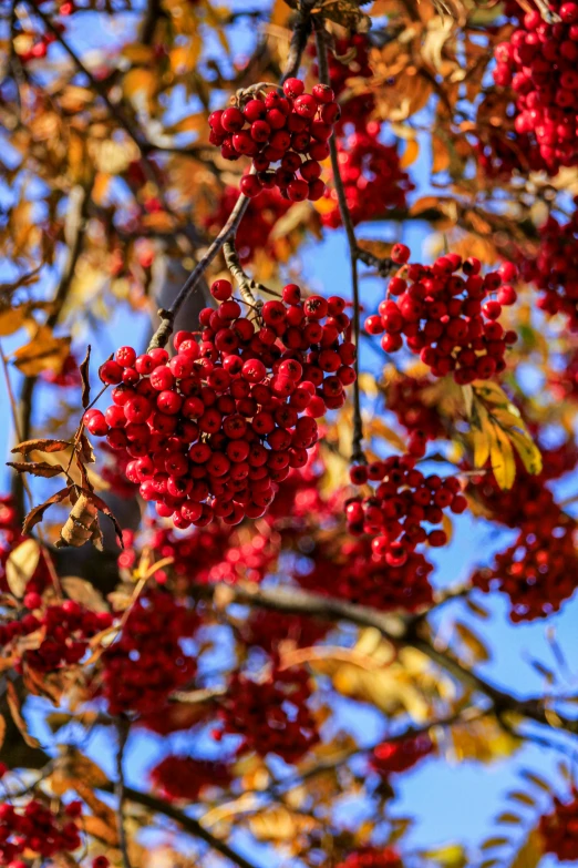 the red berries are growing on the tree