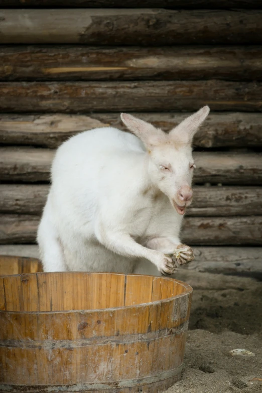 a small white sheep is inside an old wood bucket