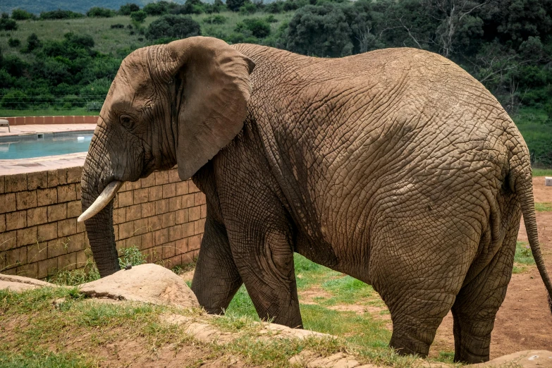 an elephant that is standing on grass by some bricks