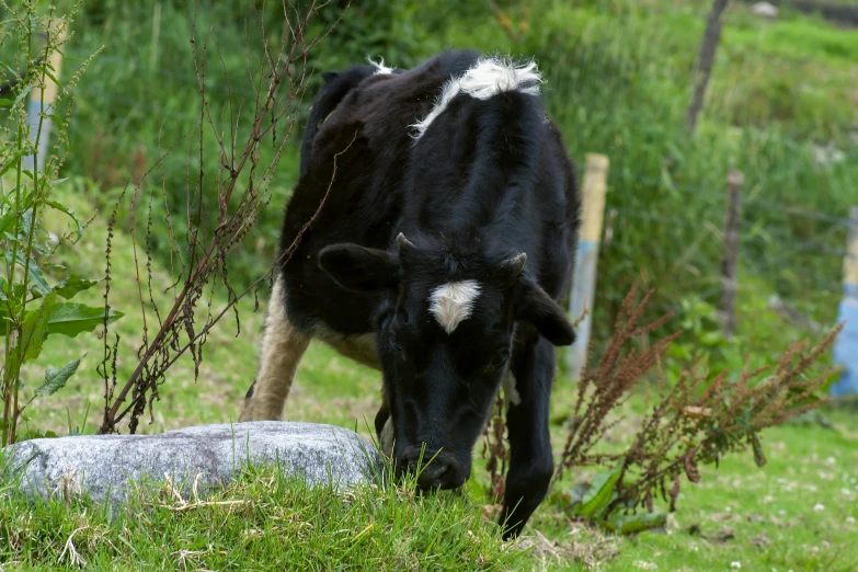 the cow is standing in the grassy field