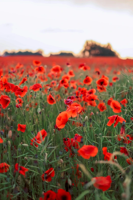 the field has many tall red flowers and grass