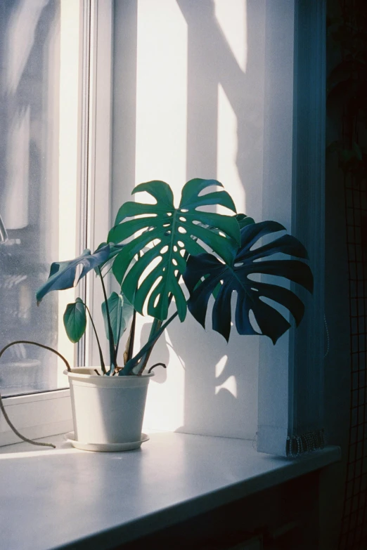 a small green leafed plant is growing out of a white container