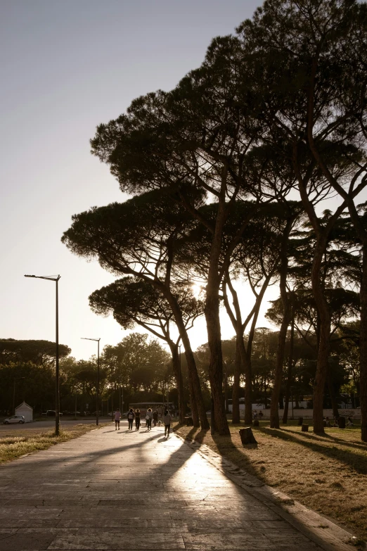 the sun shines on a sidewalk between two tall trees