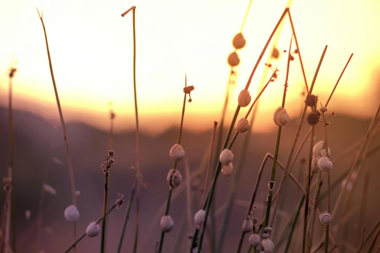 a sunset view over the tops of tall grasses
