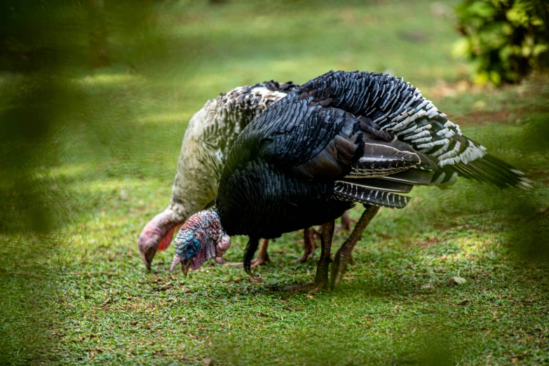 a group of multi - colored wild turkeys together in the yard