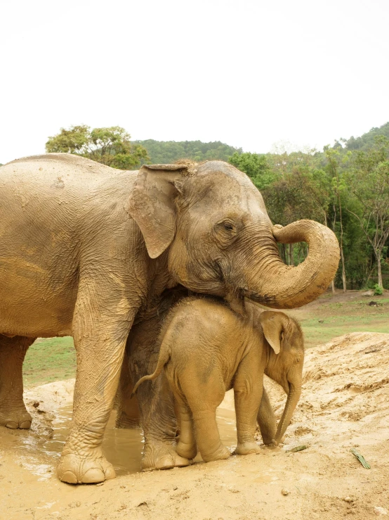 an adult and baby elephant standing next to each other
