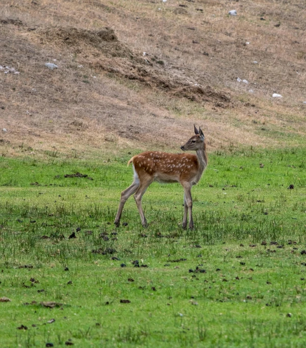 an antelope in the grass near a hillside