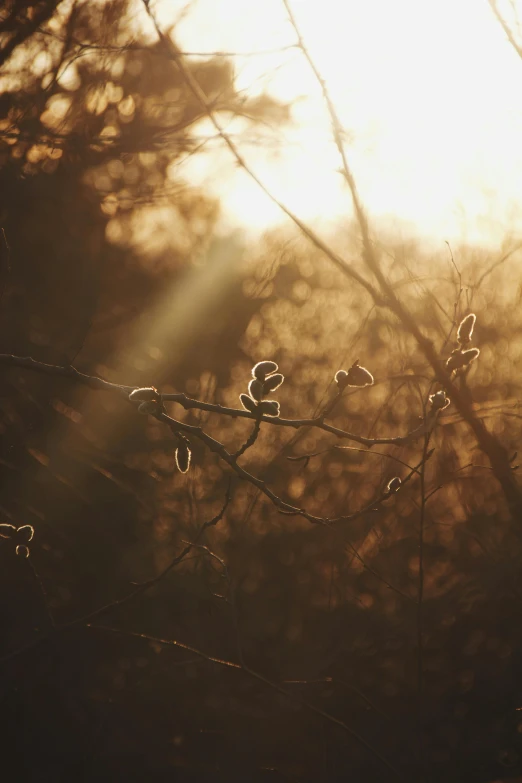 a group of leafless trees in front of a bright sun