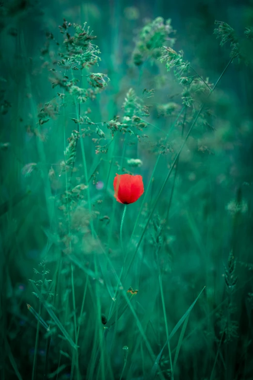 a red flower in a field of tall green grass