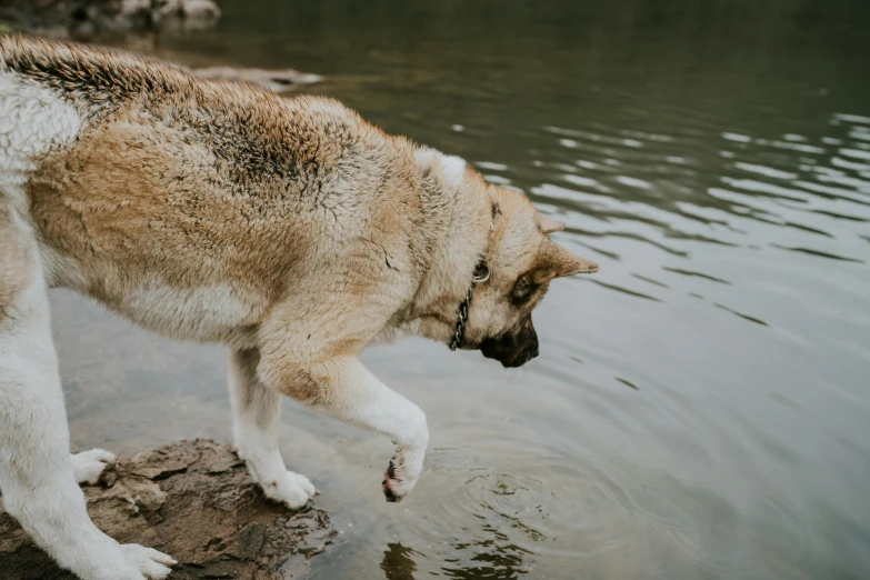 a husky walking into the water with its mouth open
