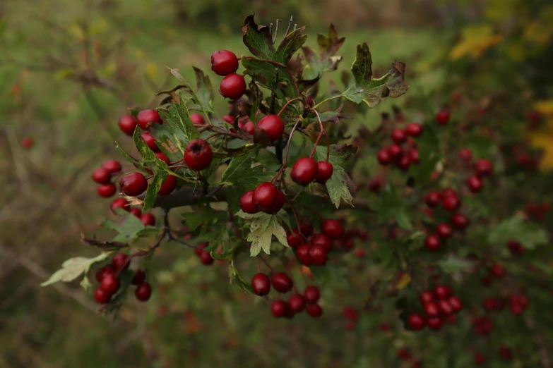 red berries that have been picked from a tree