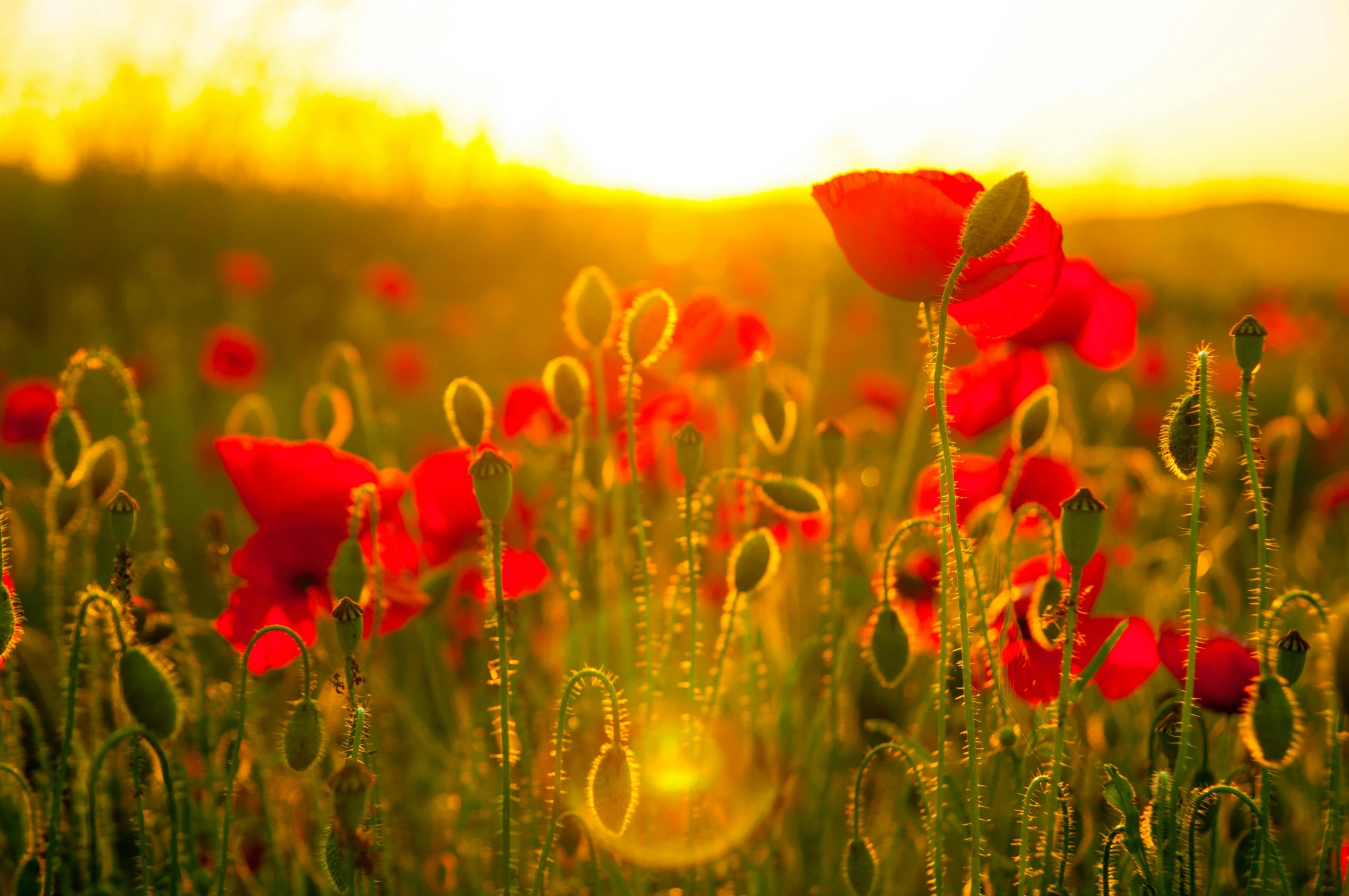 a field with many flowers during the sun set