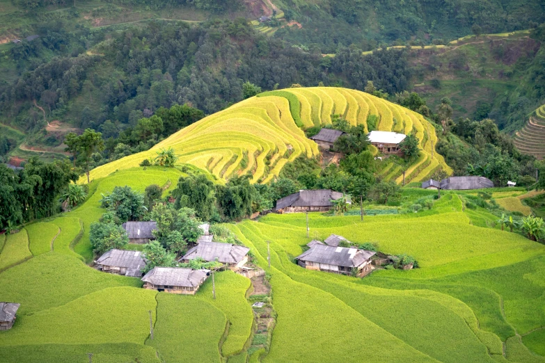 a green rice field with houses and trees