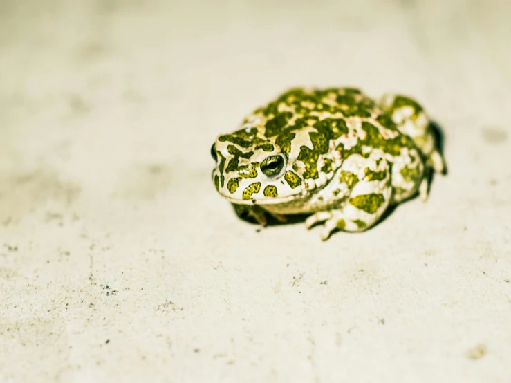 a frog sits on the ground in a closeup