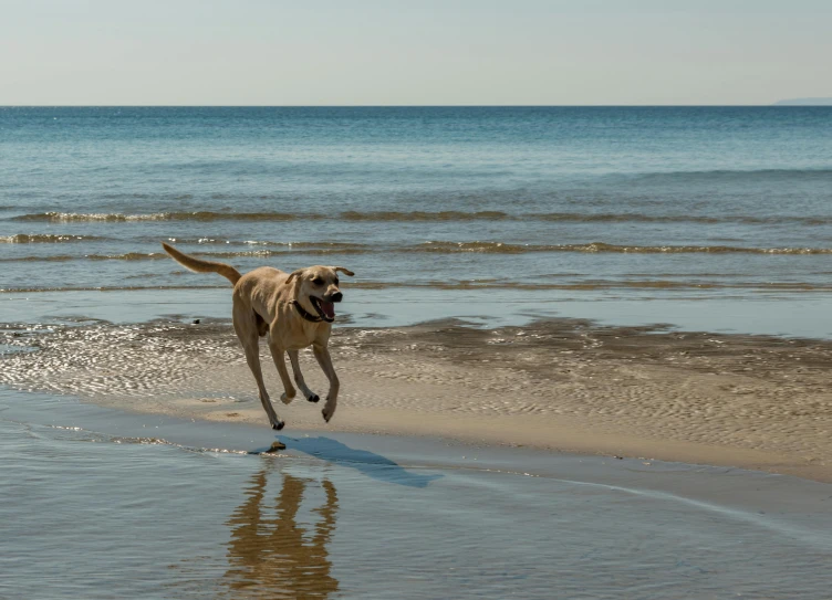 the dog runs along the shore line of the water