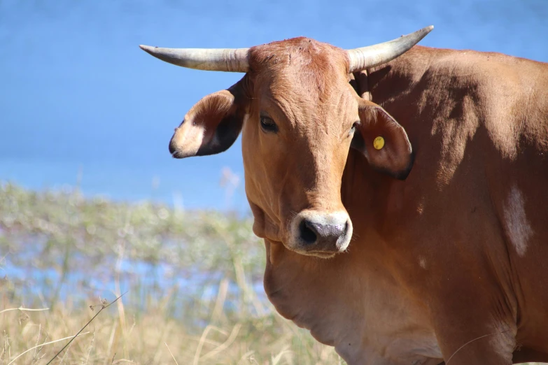 the brown cow stands in tall grass with large horns