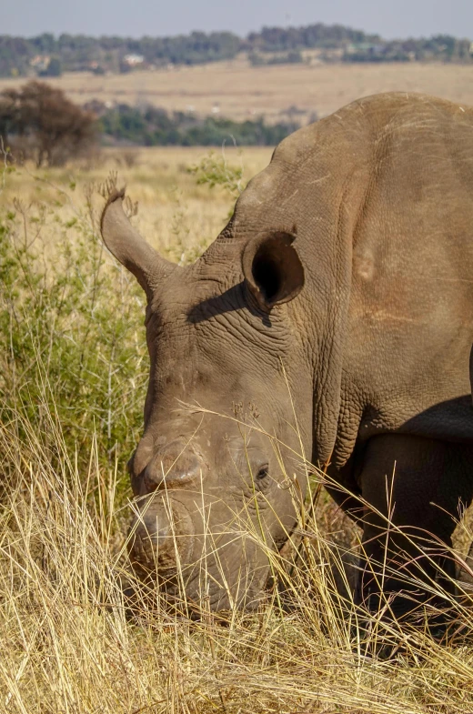 a rhino in a field grazing on some grass