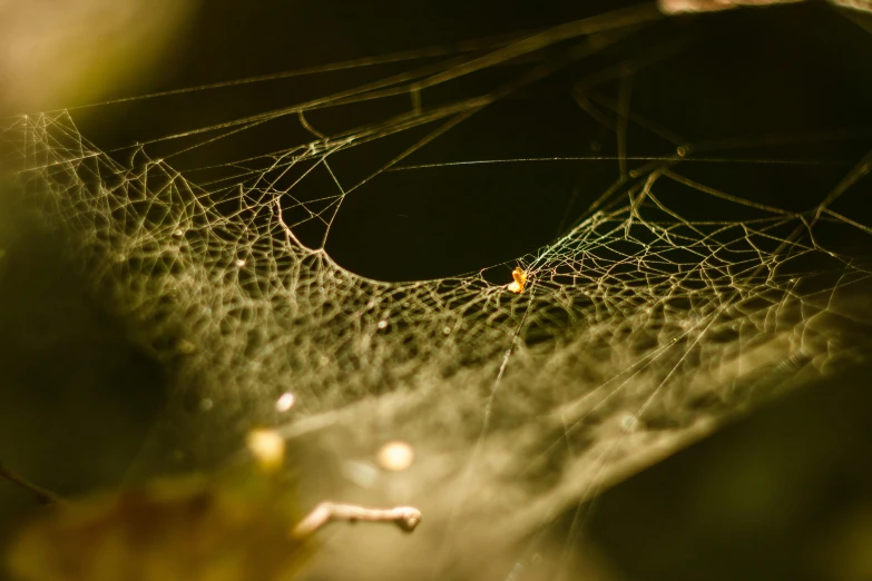 closeup pograph of dew on a spider web