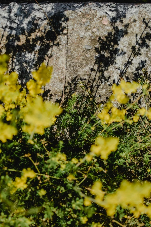 a bird standing next to a wall and some yellow flowers