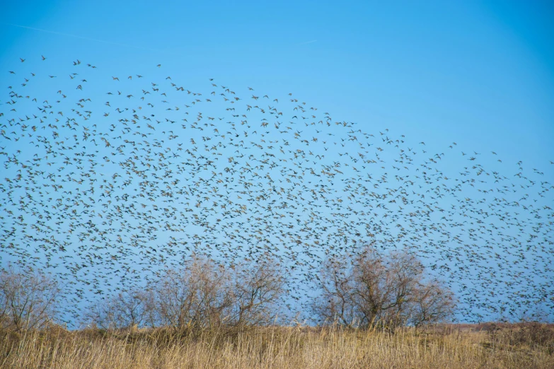 large flock of birds flying in the sky