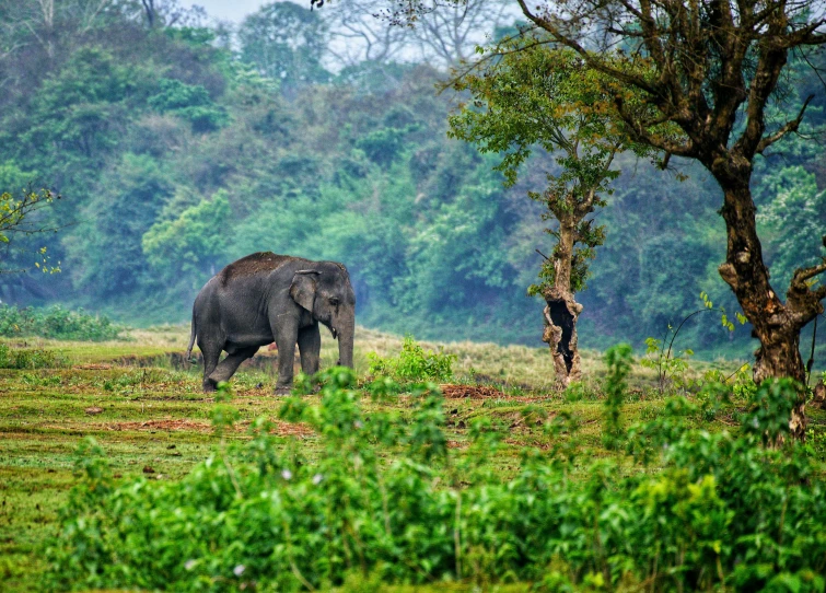 an elephant walking through the wild grass near a tree