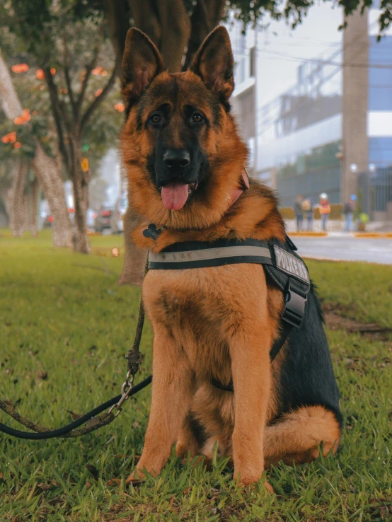 a german shepherd sits on the grass with its tongue hanging out