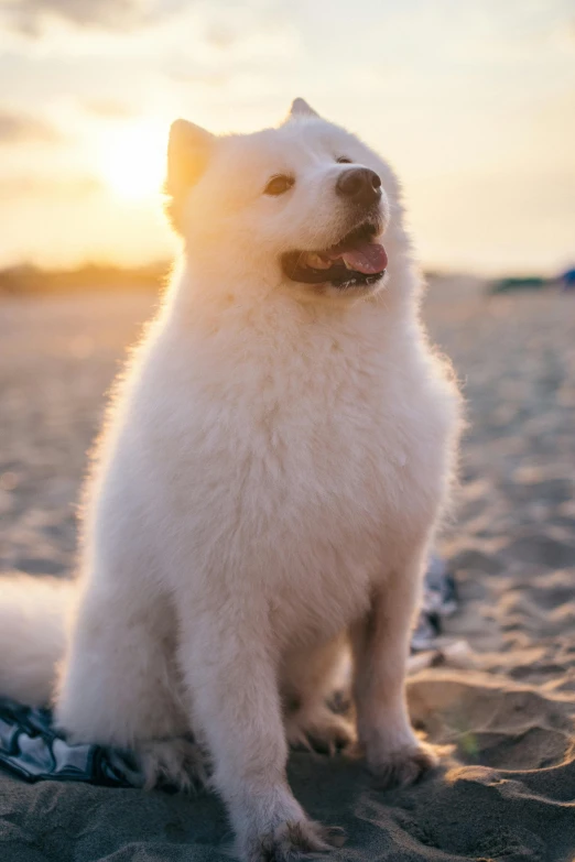 small white dog sitting on top of a sandy beach