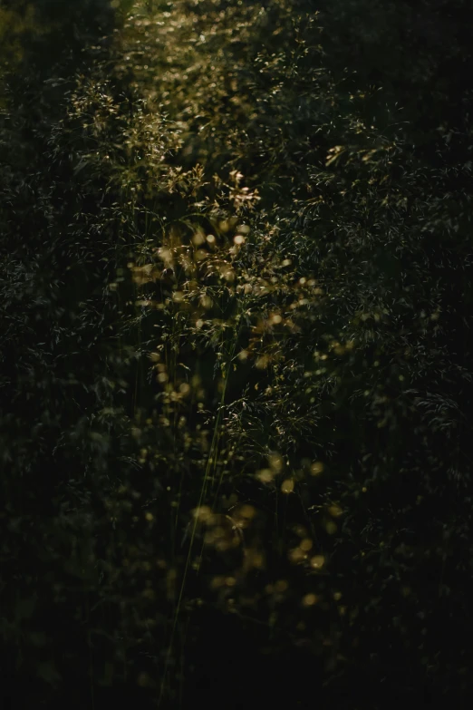 dark green grass with leaves as far as the eye can see