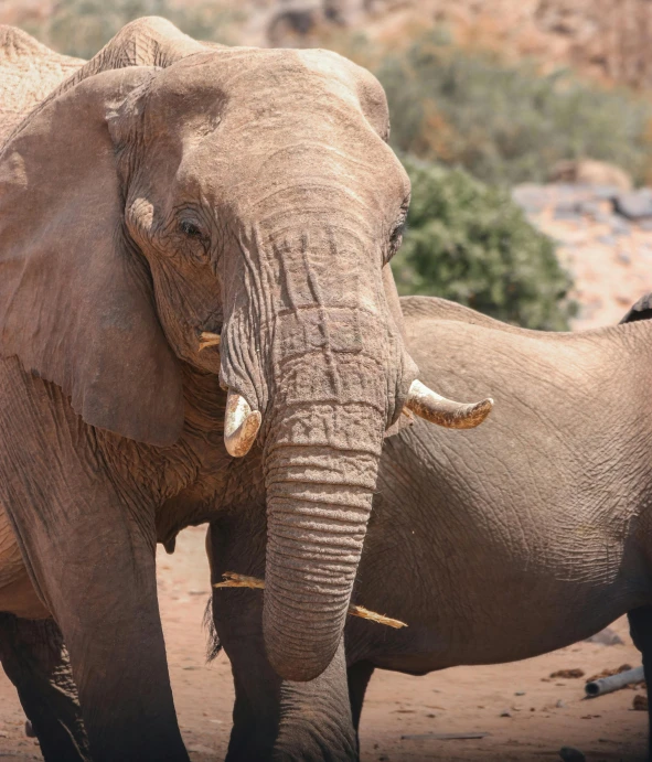 a couple of elephants are standing near each other