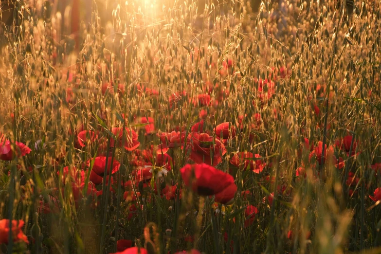 bright sunlight is shining through a large field with red flowers