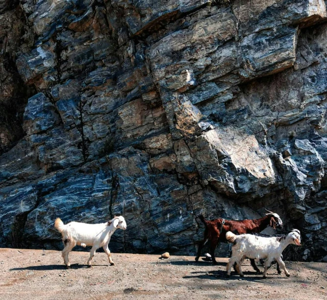 two mountain goats are in the desert next to some rocks