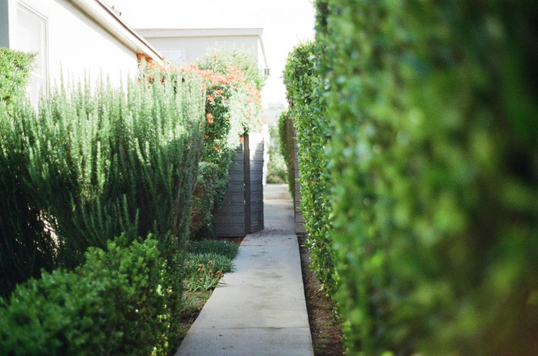 the walkway is lined with small shrubs and flowers