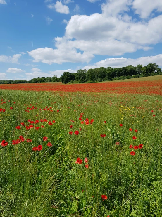 a field with lots of wild flowers under blue skies
