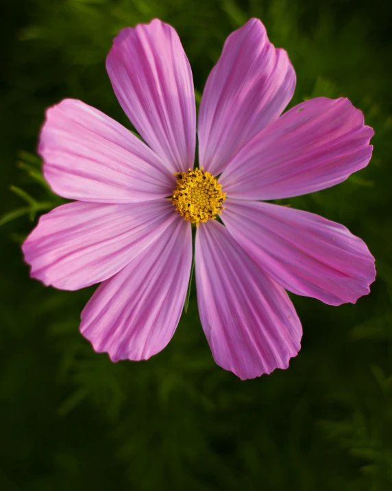 a purple flower is seen with a blurry background