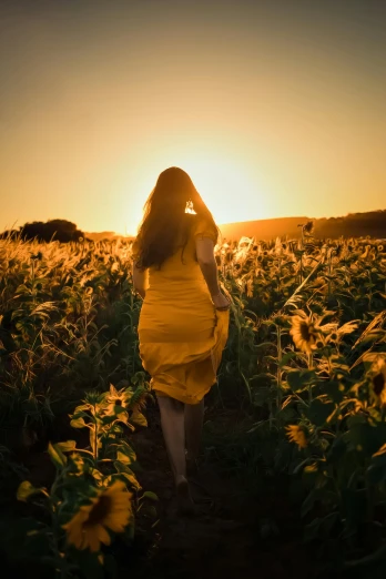 woman in sunflower field back light, looking down