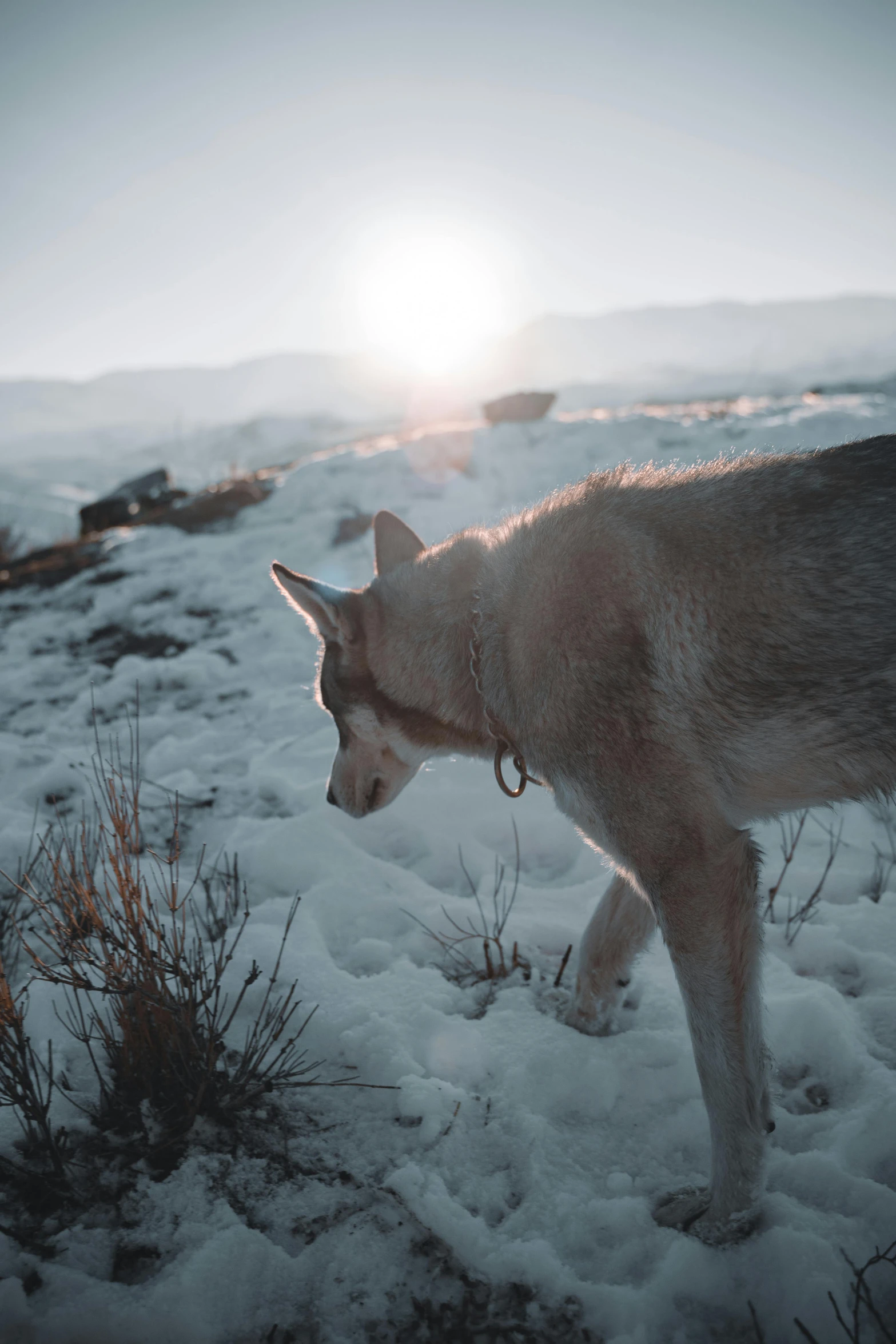 there is a wolf walking through the snow