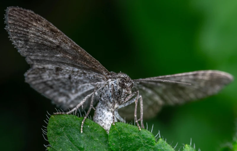 a close up image of a moth sitting on a green plant