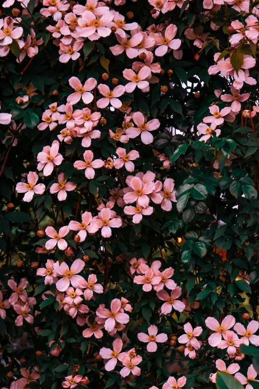 pink and yellow flowers are shown against a black background