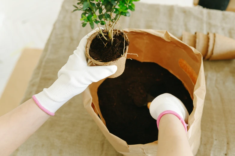 a plant being planted in a bag of dirt