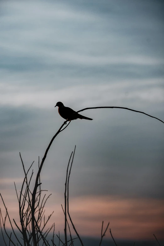 a black and white po with some clouds in the background