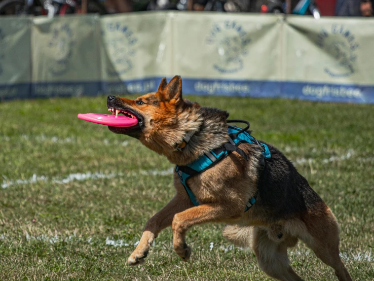 a dog catching a frisbee in its mouth on grass