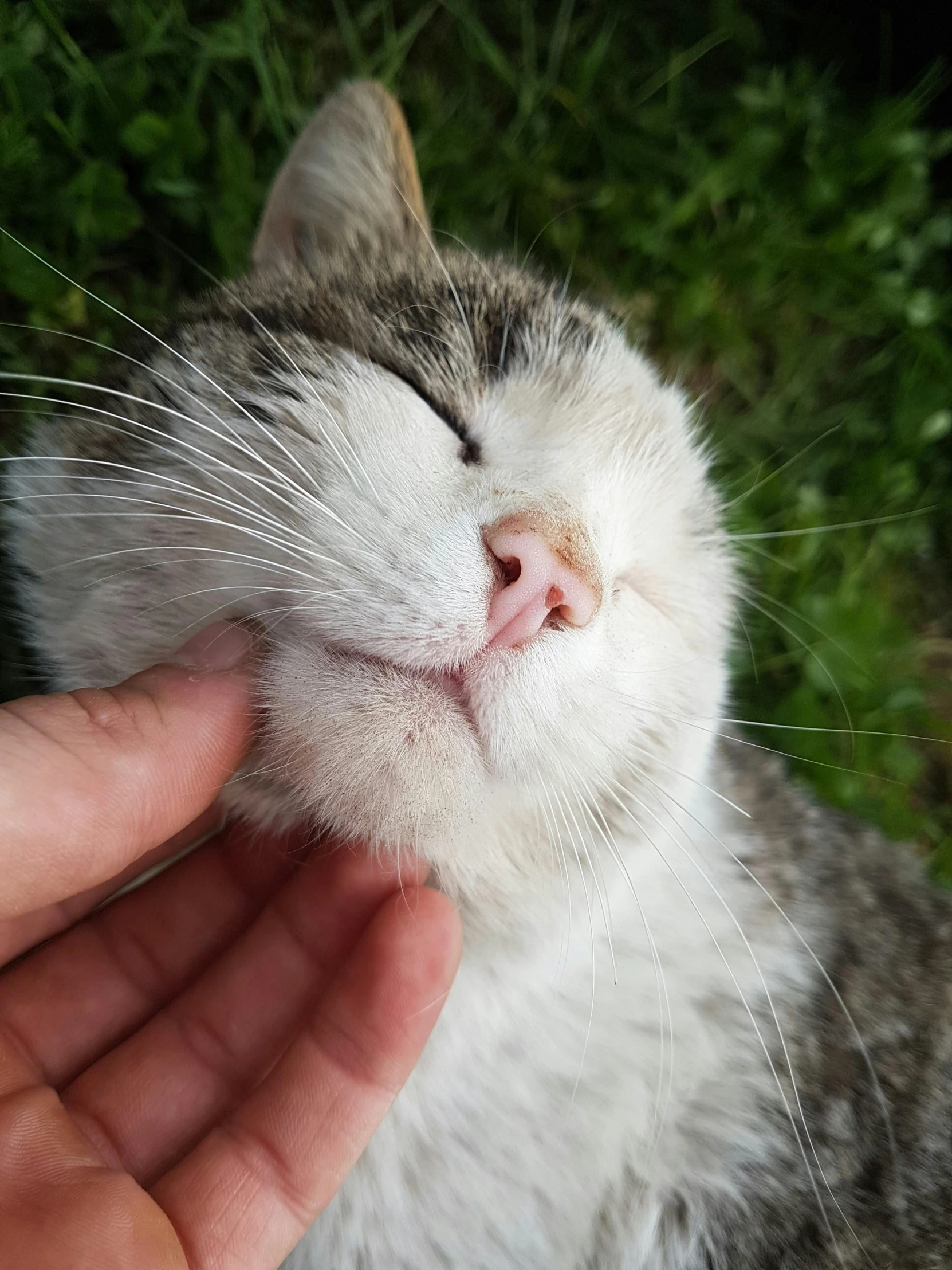 a person petting a cat's face outside