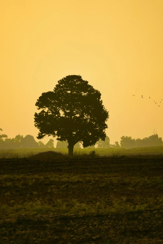 a lone tree is standing in the distance