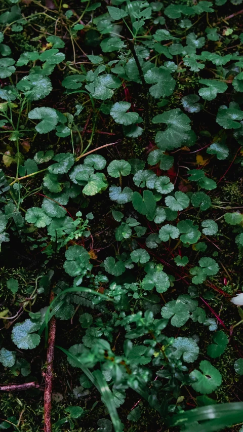 green and white leaves in the grass