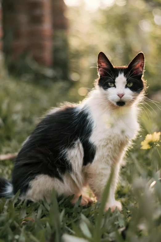 a black, white and brown cat is in the grass